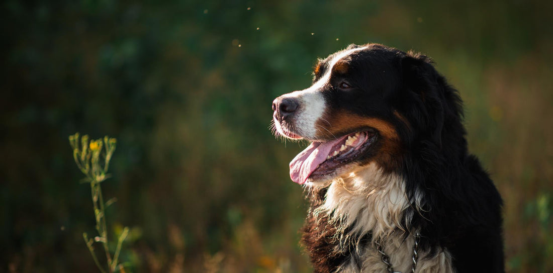 6 Best Dog Shampoos For Bernese Mountain Dogs