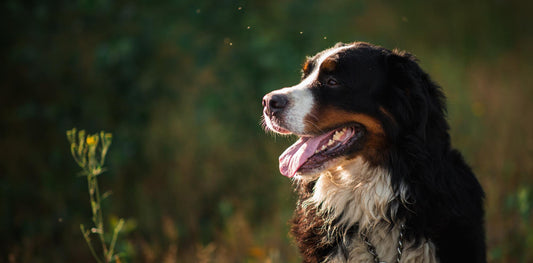 6 Best Dog Shampoos For Bernese Mountain Dogs