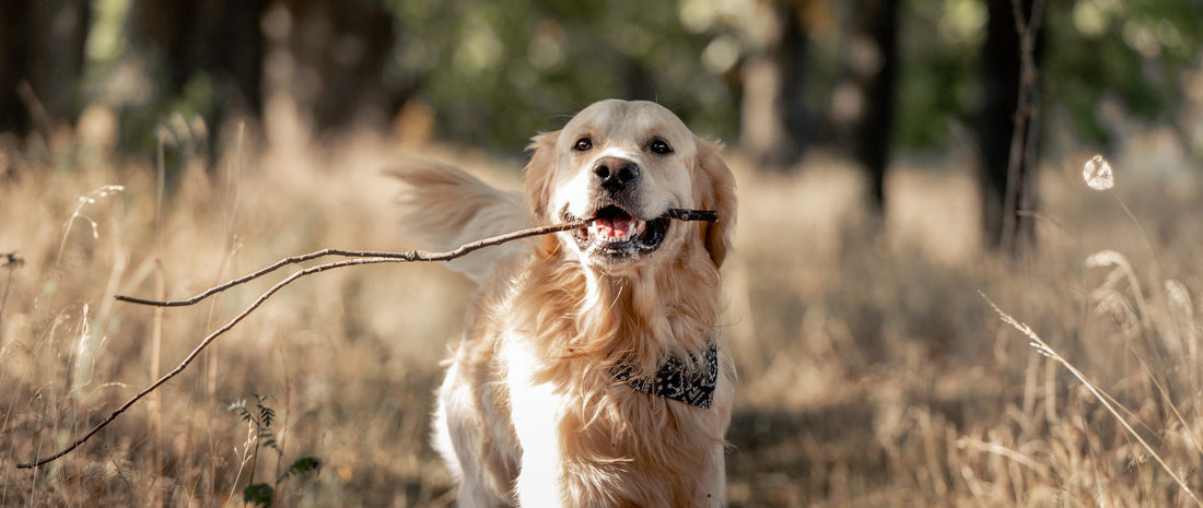 The 6 Best Dog Shampoos for Golden Retrievers