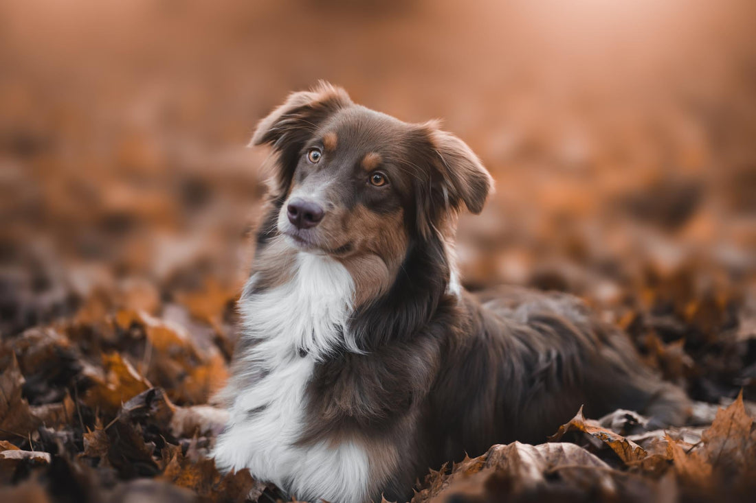 The 6 Best Dog Shampoos for Border Collies