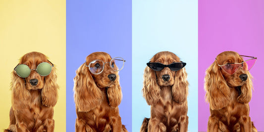 The 6 Best Dog Shampoos For Cocker Spaniels