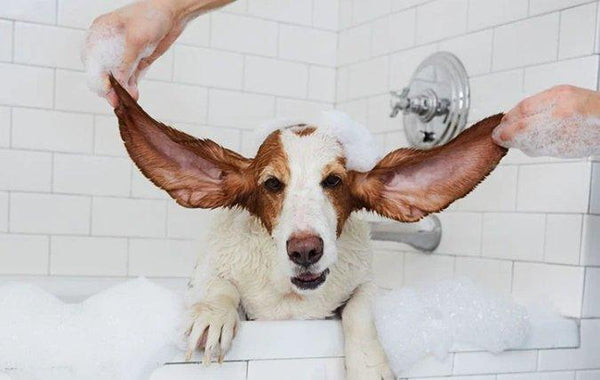 7 Tips for Properly Cleaning Your Dog's Ears with Lillian Ruff Ear Cleaner and Otic Wax Solvent. - Lillian Ruff