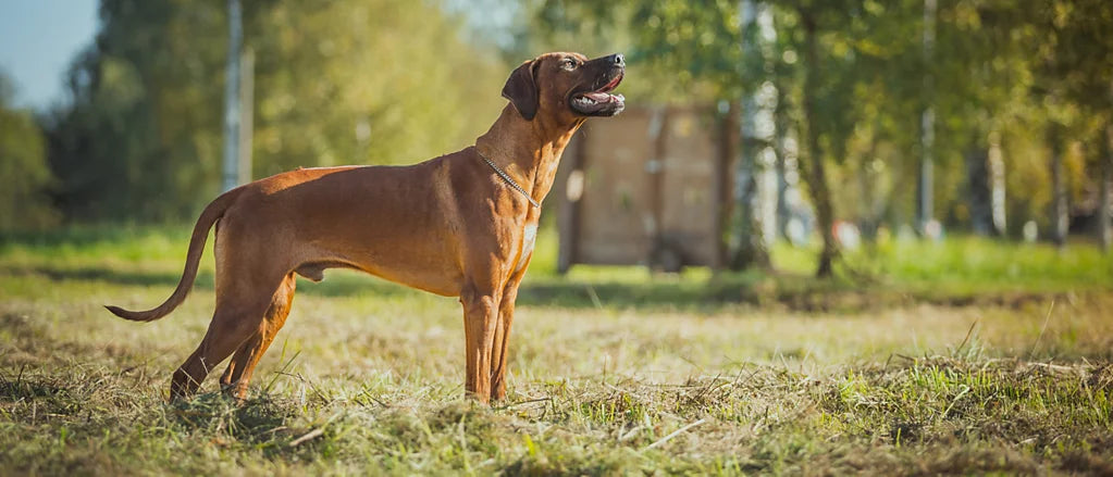6 Best Dog Shampoos for Rhodesian Ridgebacks