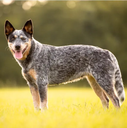 6 Best Dog Shampoos For Australian Cattle Dogs