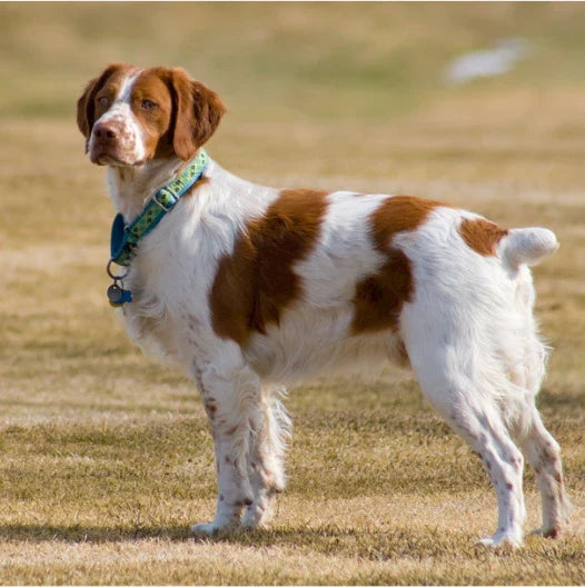 6 Best Dog Shampoos for Brittany Spaniels