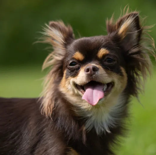 6 Best Dog Shampoos For Chihuahuas