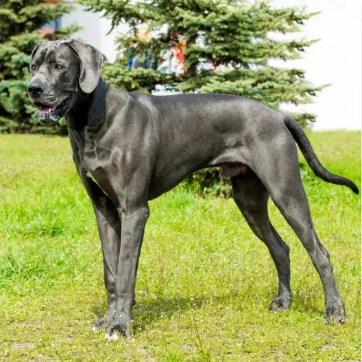 6 Best Dog Shampoos For Great Danes