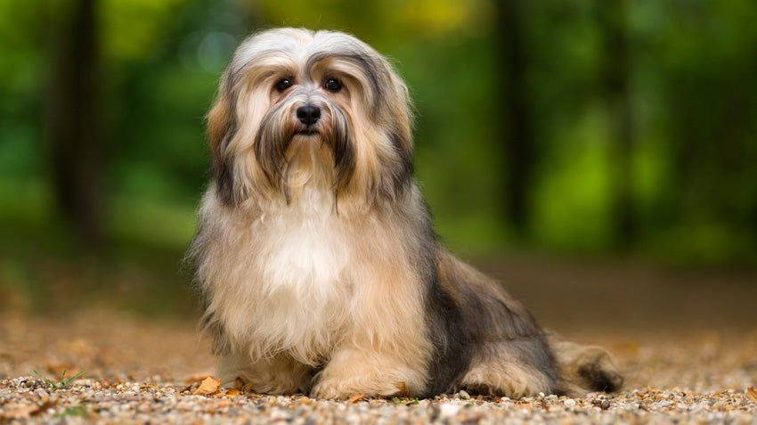 The 6 Best Dog Shampoos for Havanese Pups