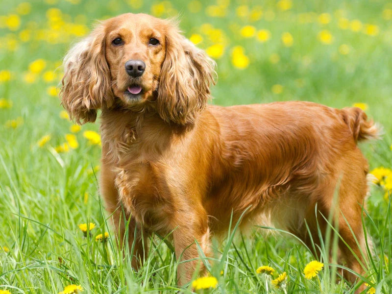 The 6 Best Dog Shampoos For Cocker Spaniels