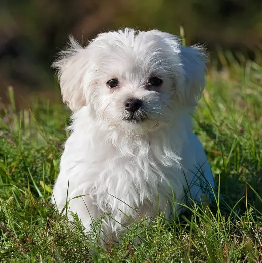 6 Best Dog Shampoos For Malteses