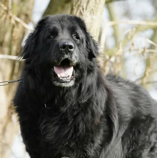 6 Best Dog Shampoos for Newfoundland