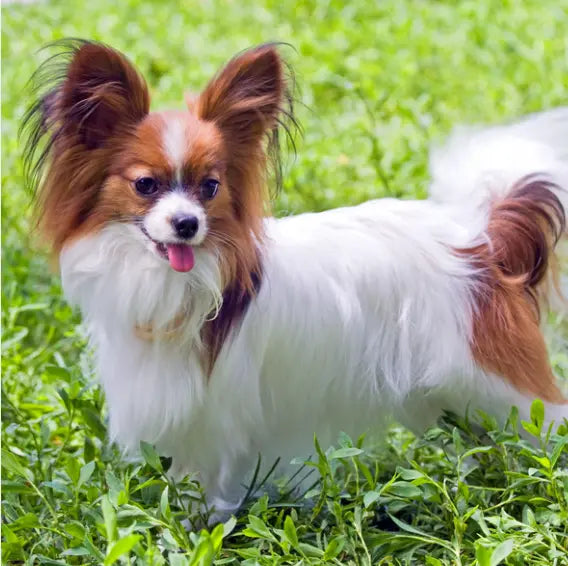 6 Best Dog Shampoos For Papillons