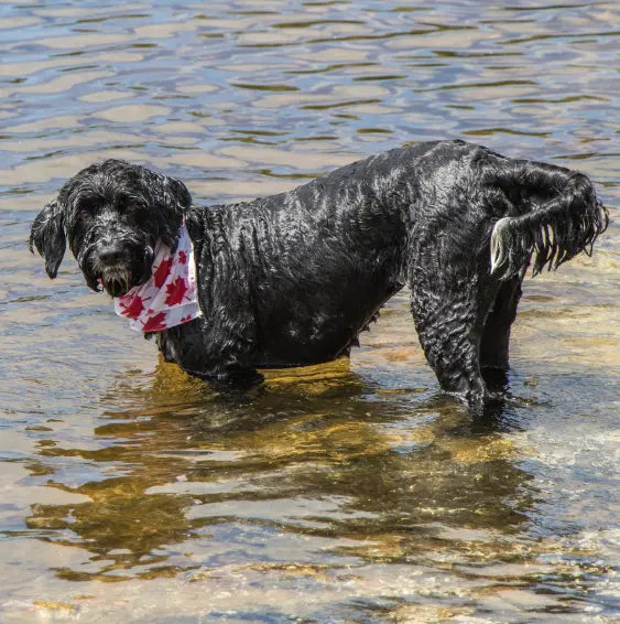 6 Best Dog Shampoos for Portuguese Water Dogs