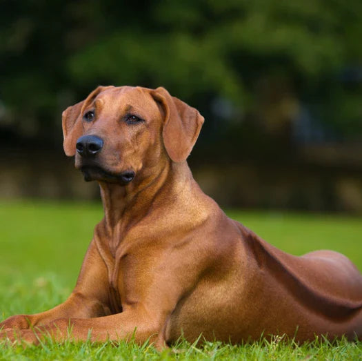 6 Best Dog Shampoos for Rhodesian Ridgebacks