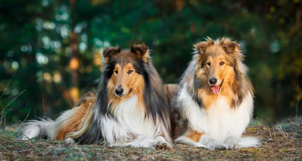 6 Best Dog Shampoos for Collies