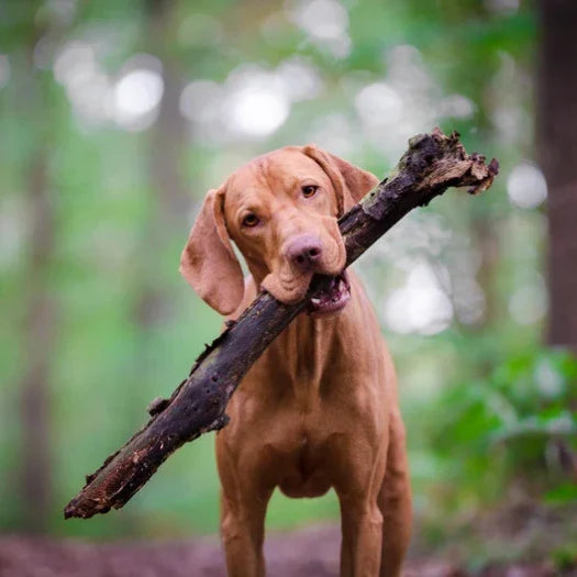 6 Best Dog Shampoos For Vizslas