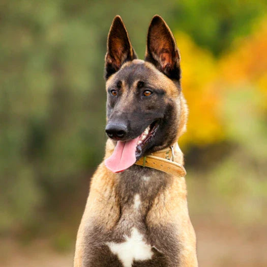 6 Best Dog Shampoos for Belgian Malinois