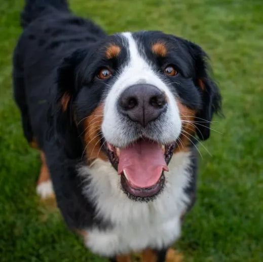 6 Best Dog Shampoos For Bernese Mountain Dogs