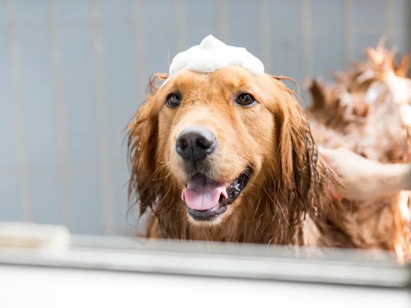 Best De-Shedding Shampoo for Dogs - Lillian Ruff
