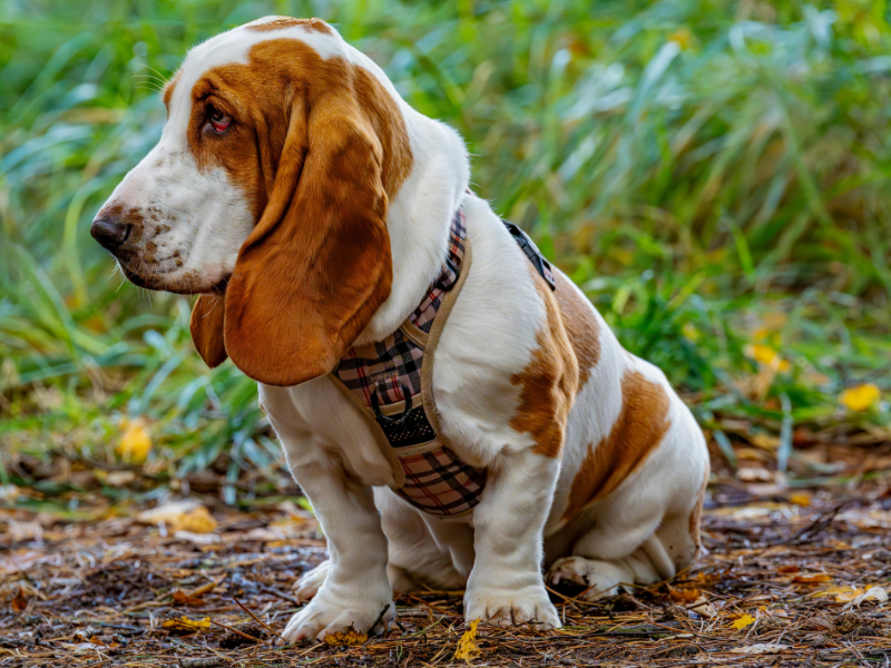 The 6 Best Dog Shampoos for Basset Hounds
