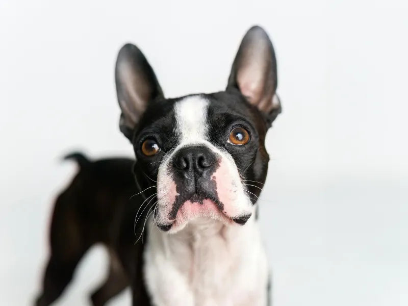 The 6 Best Dog Shampoos for Boston Terriers
