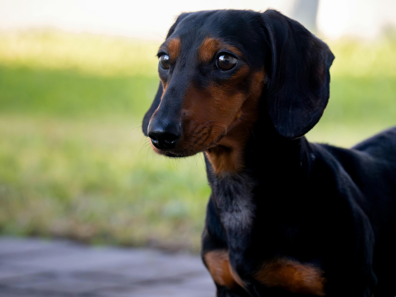 The 6 Best Dog Shampoos for Dachshunds