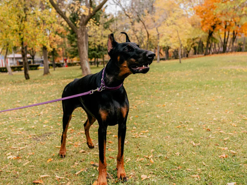 The 6 Best Dog Shampoos for Dobermans