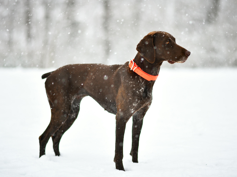 The 6 Best Dog Shampoos for German Shorthaired Pointers