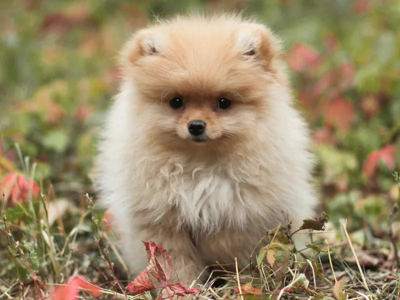 The 6 Best Dog Shampoos for Pomeranians