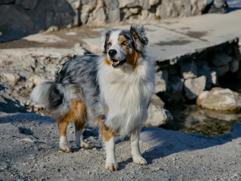 The 7 Best Dog Shampoos for Australian Shepherds