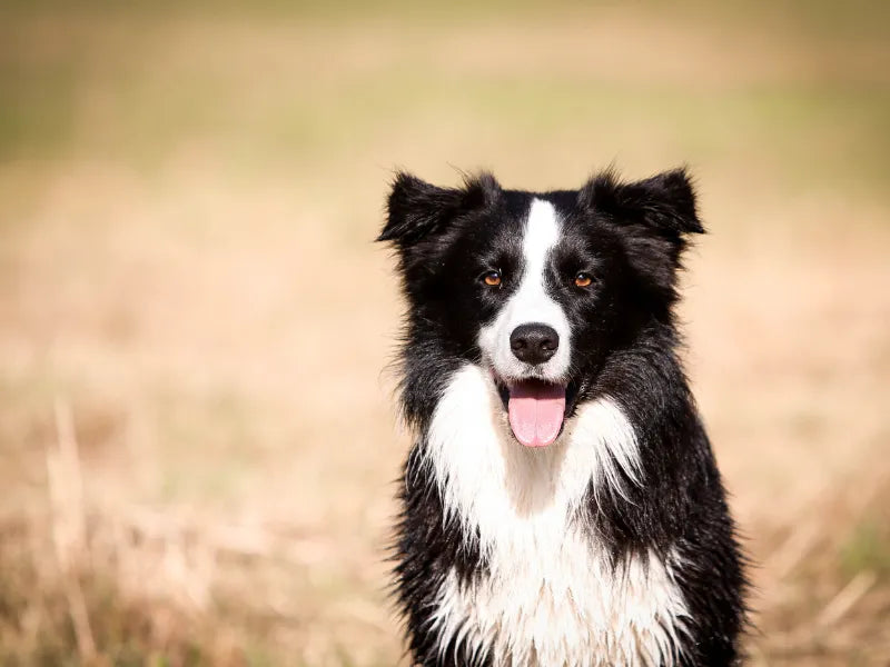 The 6 Best Dog Shampoos for Border Collies
