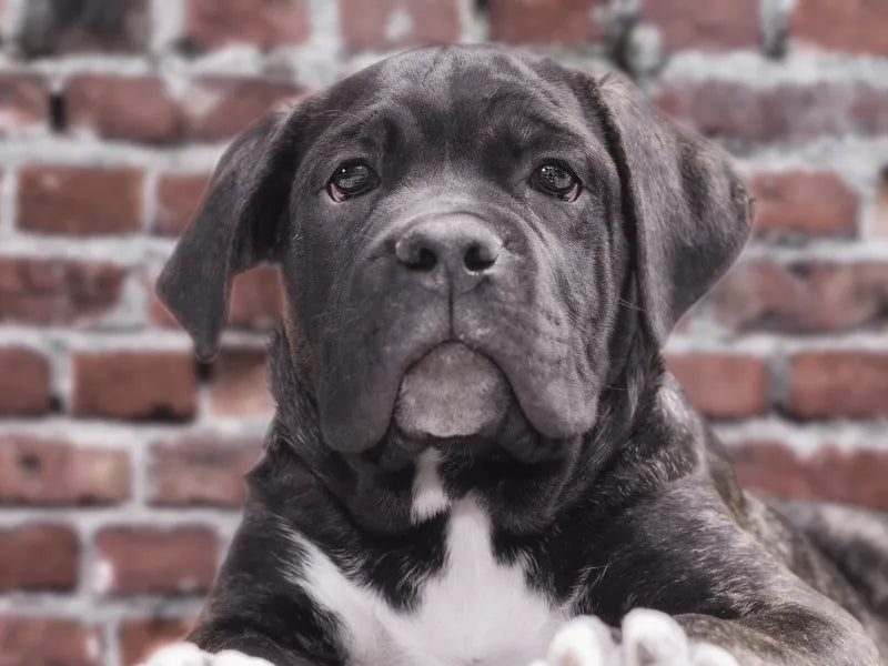 The 6 Best Dog Shampoos for Cane Corsos