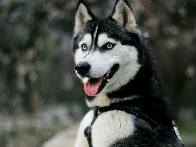 The 6 Best Dog Shampoos for Huskies