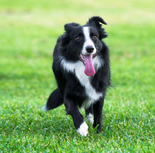 How to Groom Your Border Collies at Home 101: Steps, Tips and More