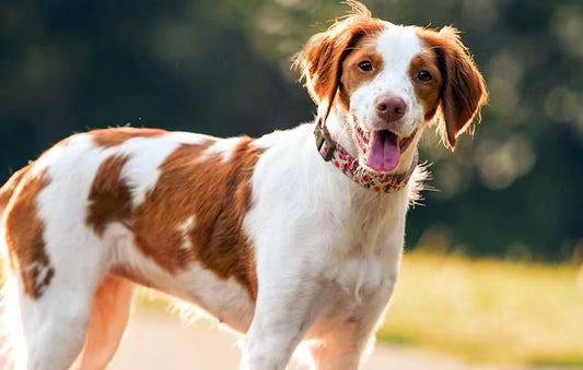 6 Best Dog Shampoos for Brittany Spaniels