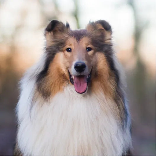 6 Best Dog Shampoos for Collies