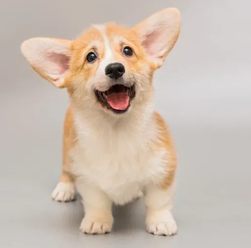 How to Groom Your Corgis at Home 101: Steps, Tips and More