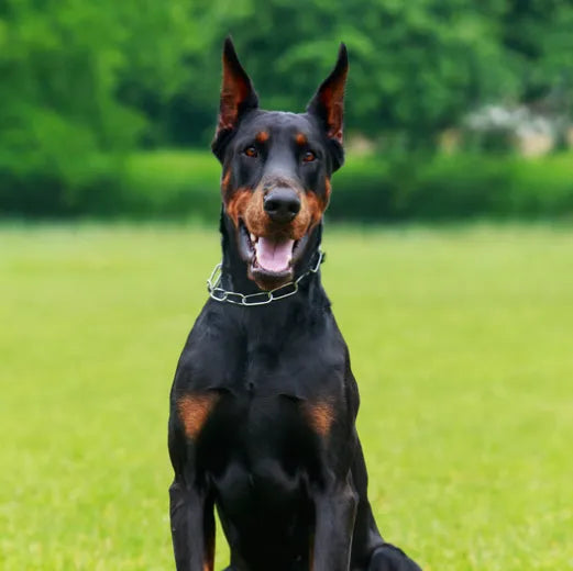 How to Groom Your Dobermans at Home 101: Steps, Tips and More