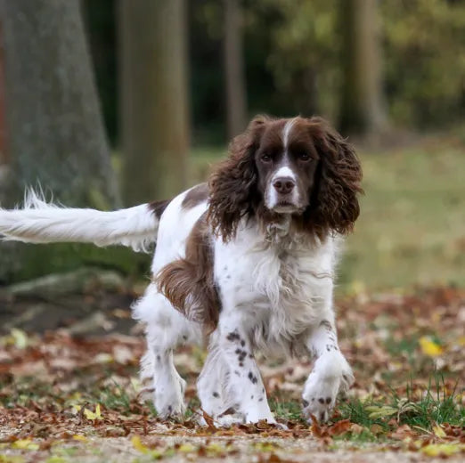 6 Best Dog Shampoos For English Springer Spaniels