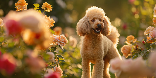 How to Groom Your Poodles at Home 101: Steps, Tips and More