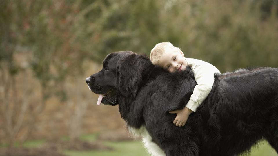 6 Best Dog Shampoos for Newfoundland