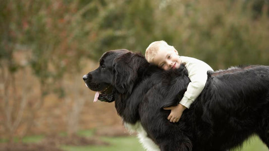 6 Best Dog Shampoos for Newfoundland