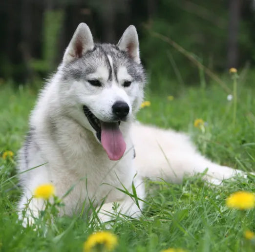 How to Groom Your Huskies at Home 101: Steps, Tips and More