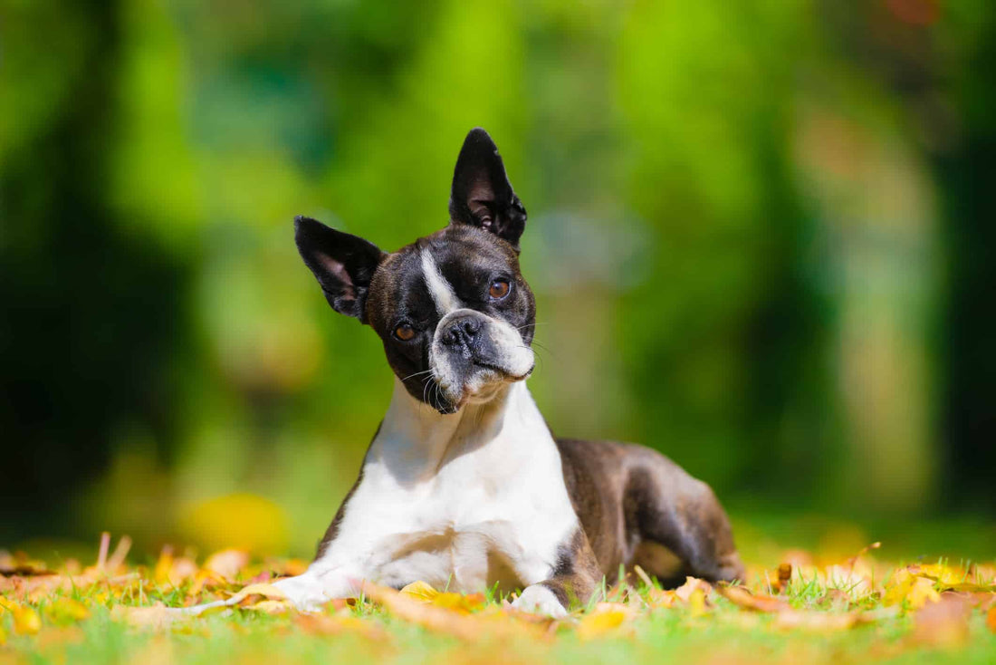 The 6 Best Dog Shampoos for Boston Terriers