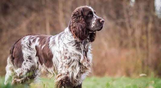 6 Best Dog Shampoos For English Springer Spaniels