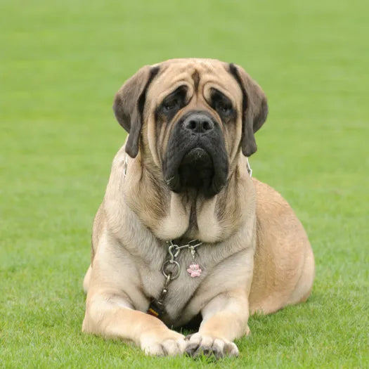 6 Best Dog Shampoos for Mastiffs