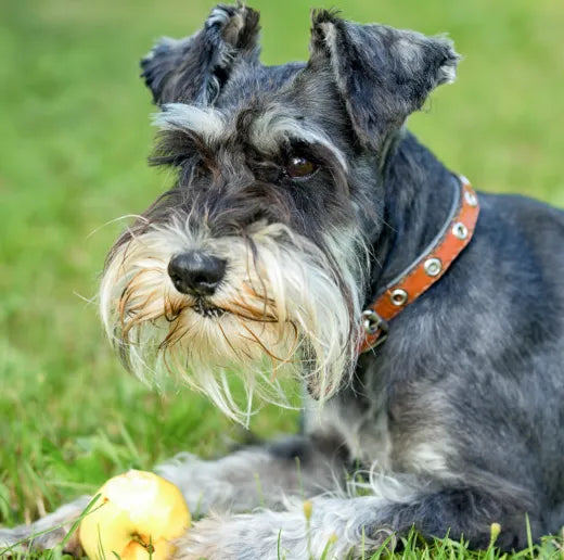 How to Groom Your Mini Schnauzers at Home 101: Steps, Tips and More