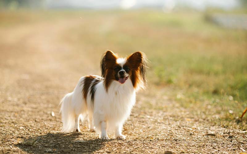 6 Best Dog Shampoos For Papillons