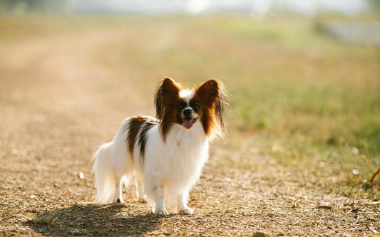 6 Best Dog Shampoos For Papillons
