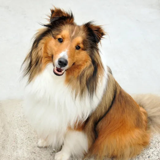 6 Best Dog Shampoos For Shetland Sheepdogs